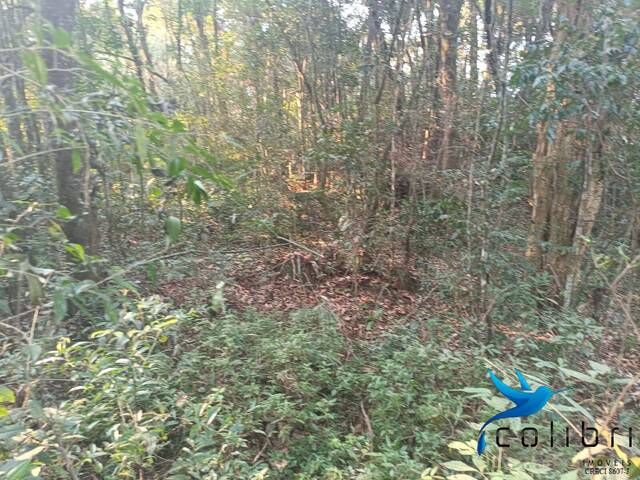 Área para Venda em Agudos do Sul - 5