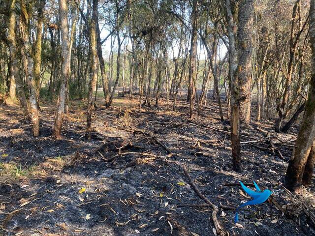Área para Venda em Agudos do Sul - 5