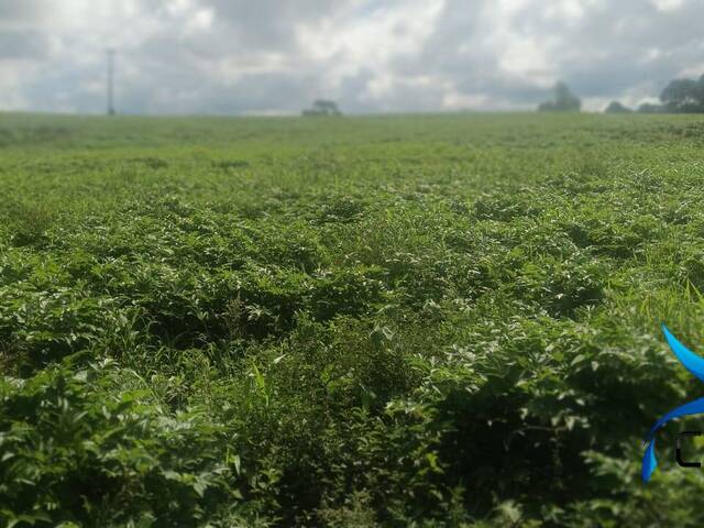 Chácara para Venda em Mandirituba - 4