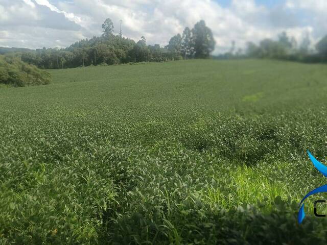 #541 - Chácara para Venda em Mandirituba - PR