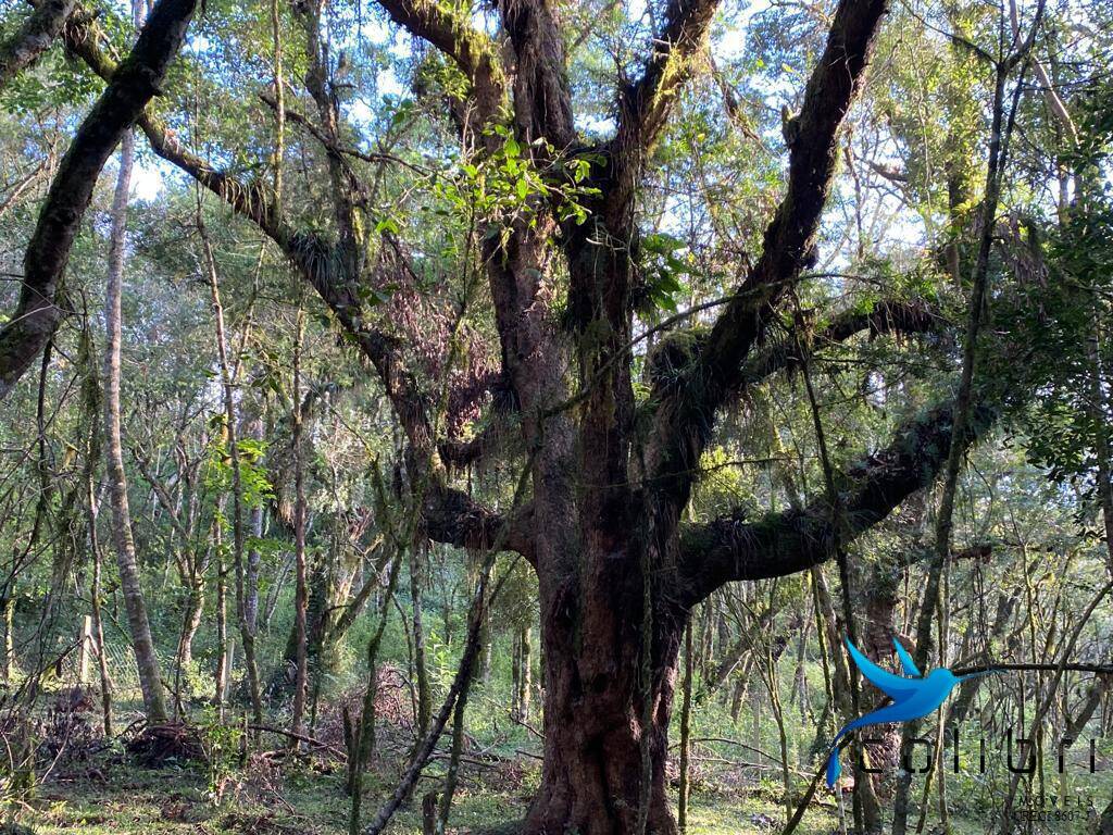 Terreno, 5810 m² - Foto 8