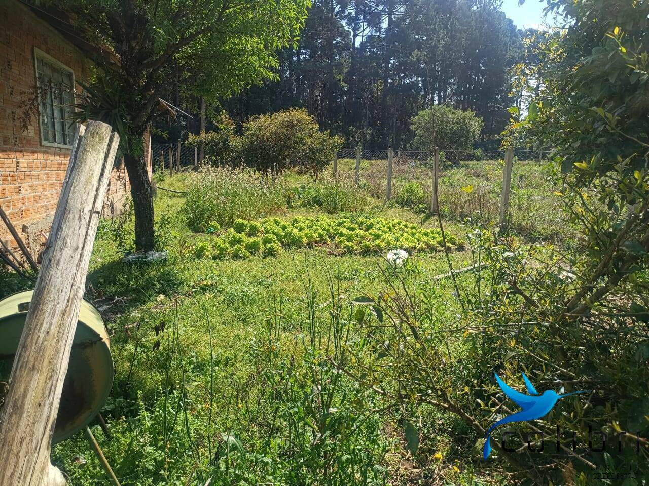 Sítio, 7 quartos, 10000 m² - Foto 6