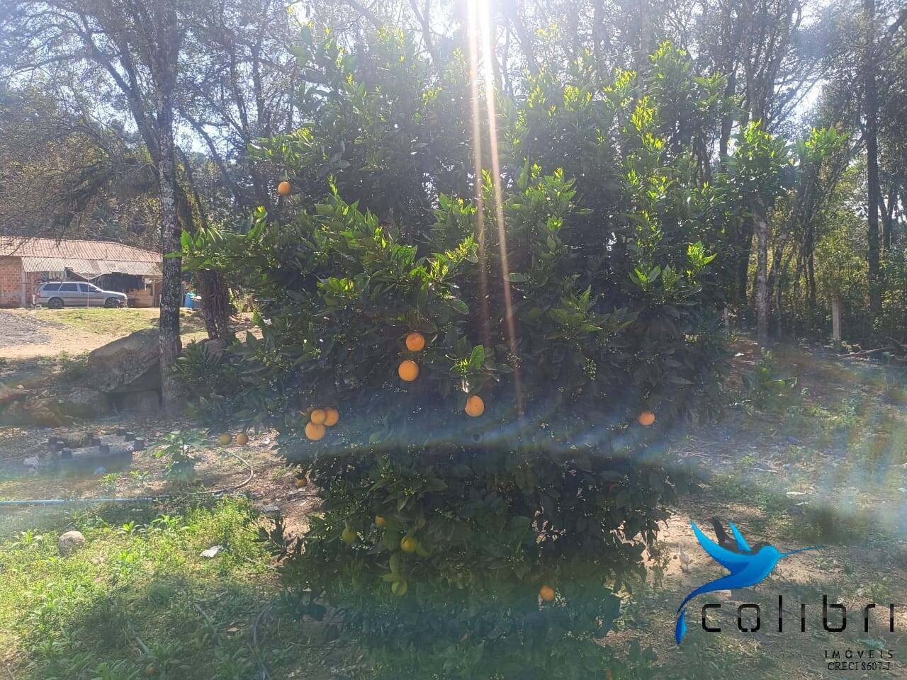 Sítio, 7 quartos, 10000 m² - Foto 14