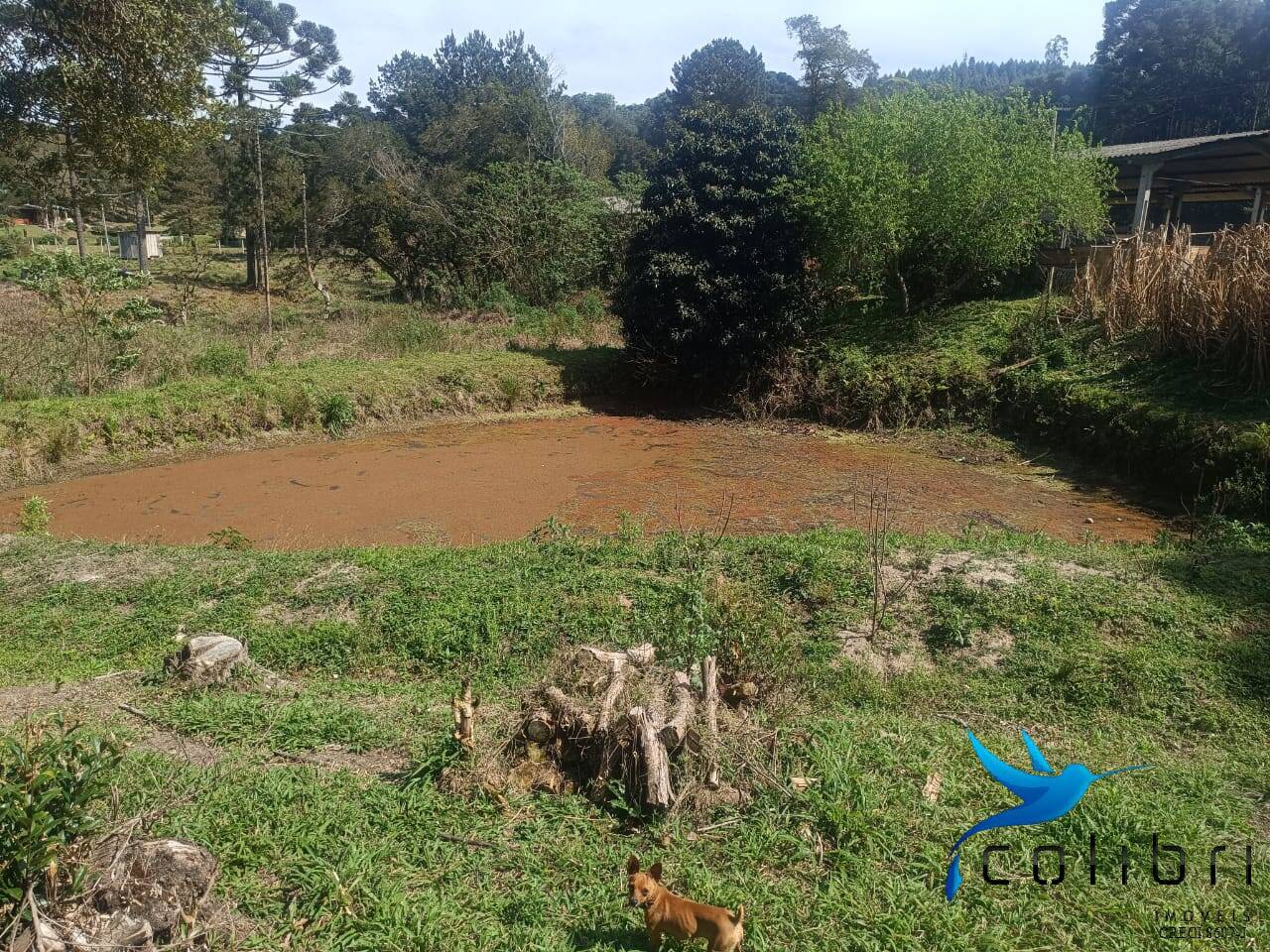 Sítio, 7 quartos, 10000 m² - Foto 12