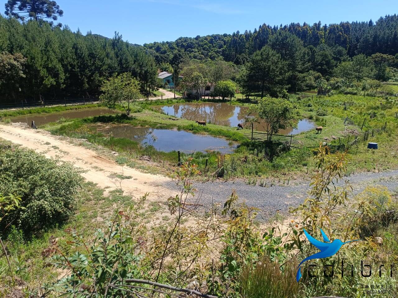 Chácara, 3 quartos, 8470 m² - Foto 6