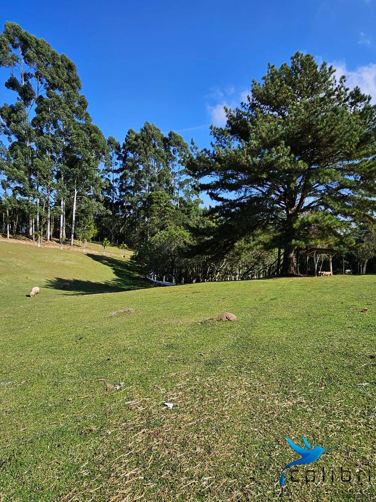 Chácara, 10 quartos, 2 hectares - Foto 11