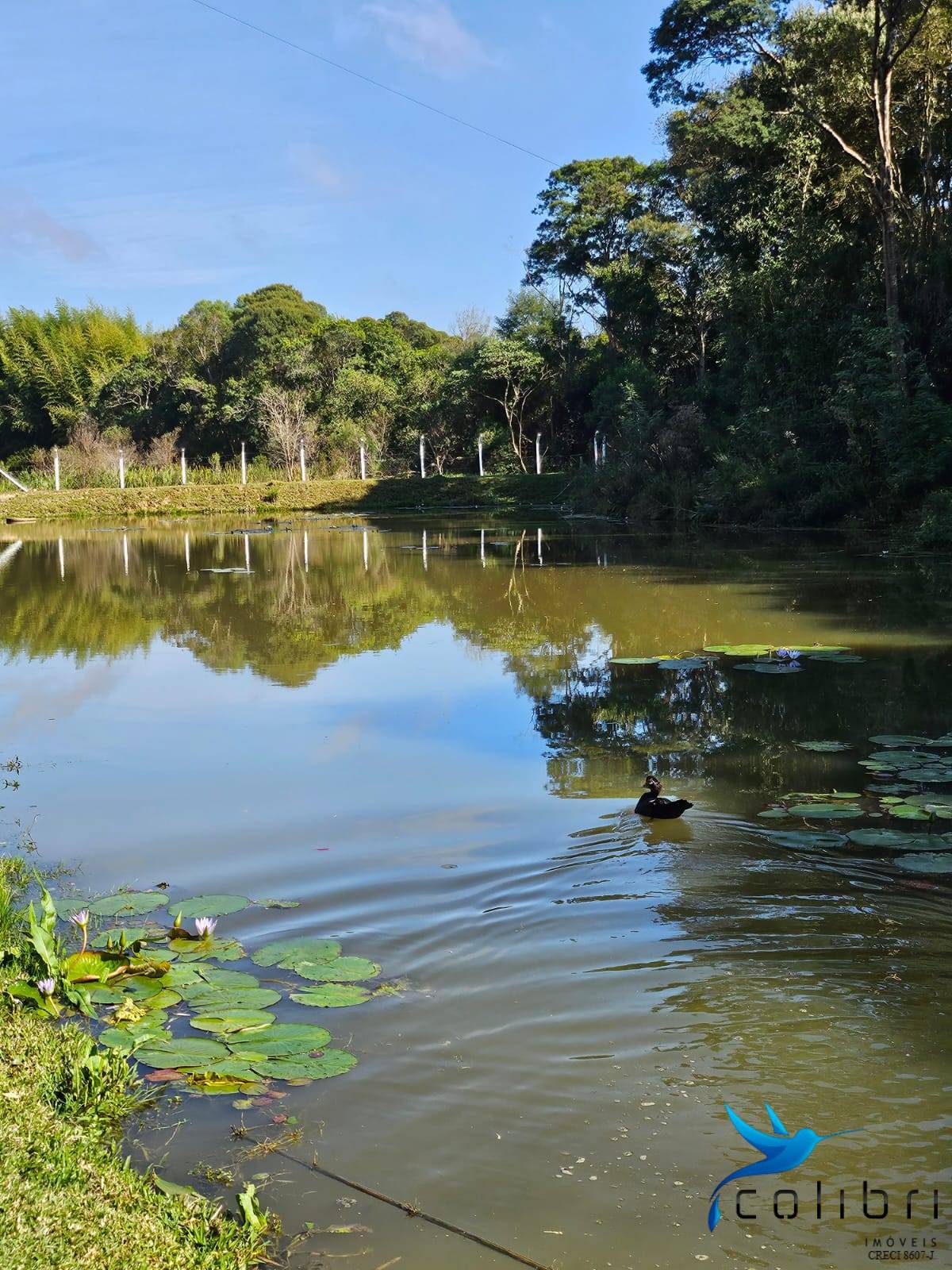Chácara, 10 quartos, 2 hectares - Foto 13
