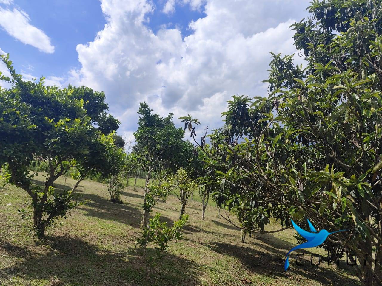 Chácara, 2 quartos, 5177 m² - Foto 8