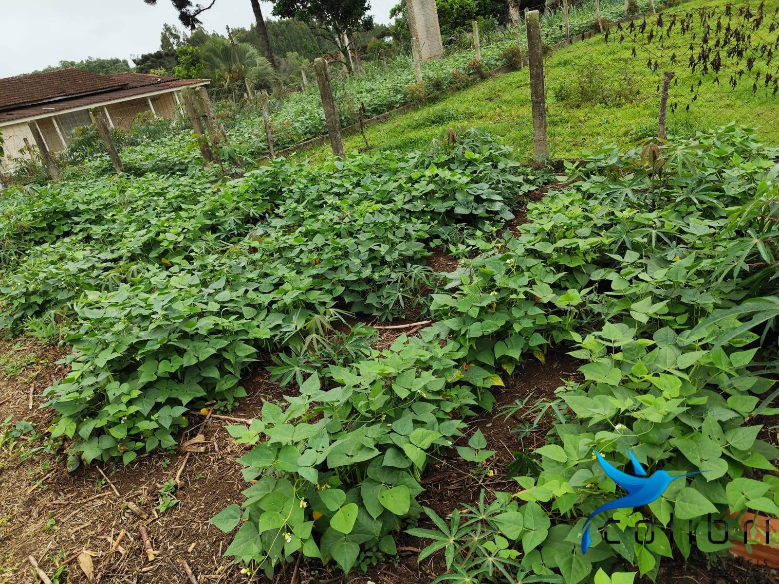 Chácara, 2 quartos, 5177 m² - Foto 19