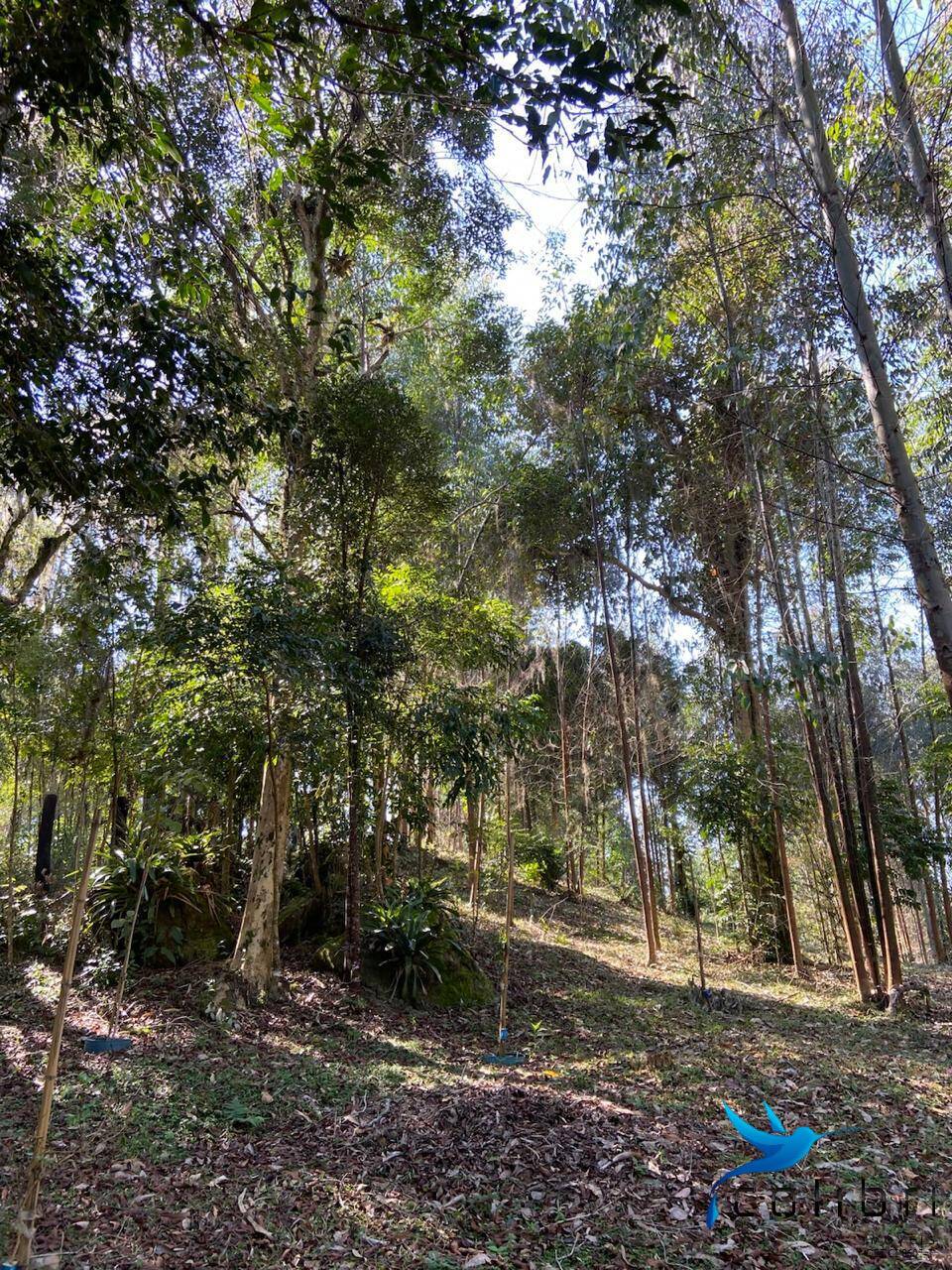 Terreno, 6050 m² - Foto 8