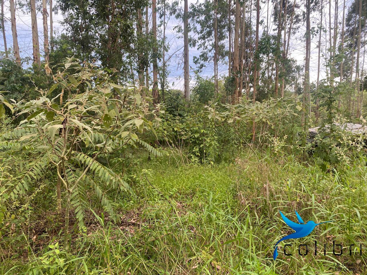 Terreno, 6050 m² - Foto 12