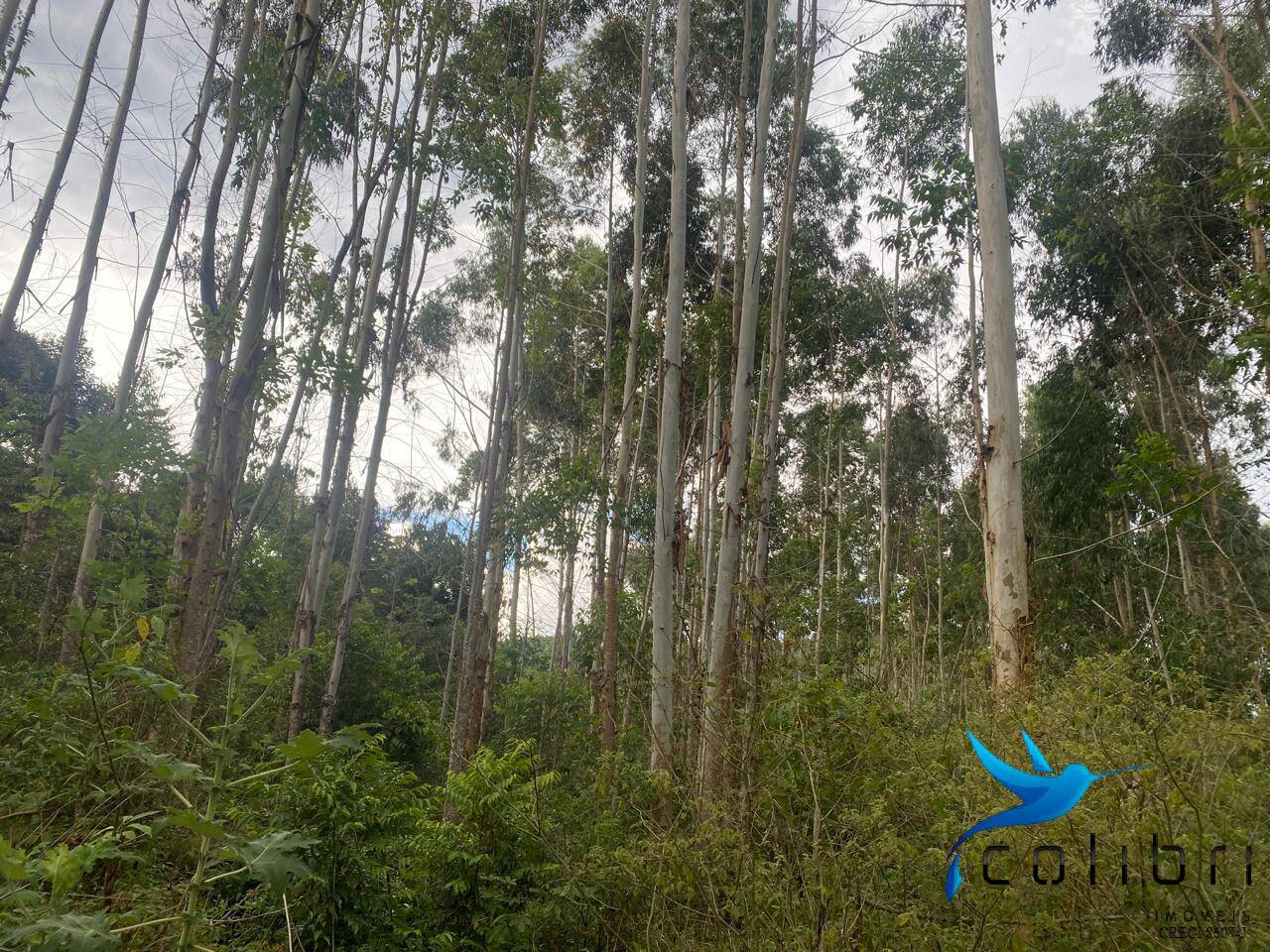 Terreno, 6050 m² - Foto 13