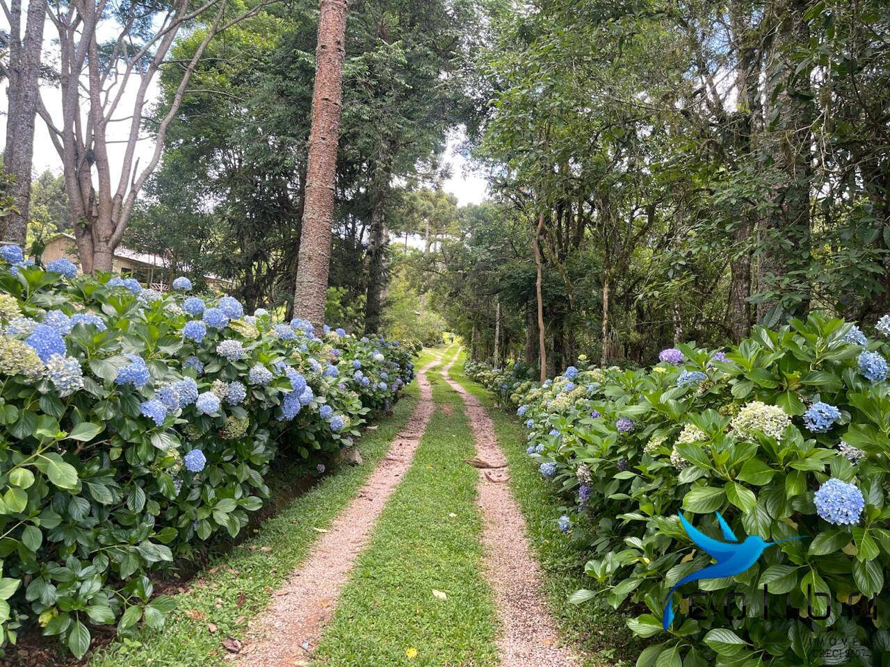 Sítio, 13 quartos, 13 hectares - Foto 15