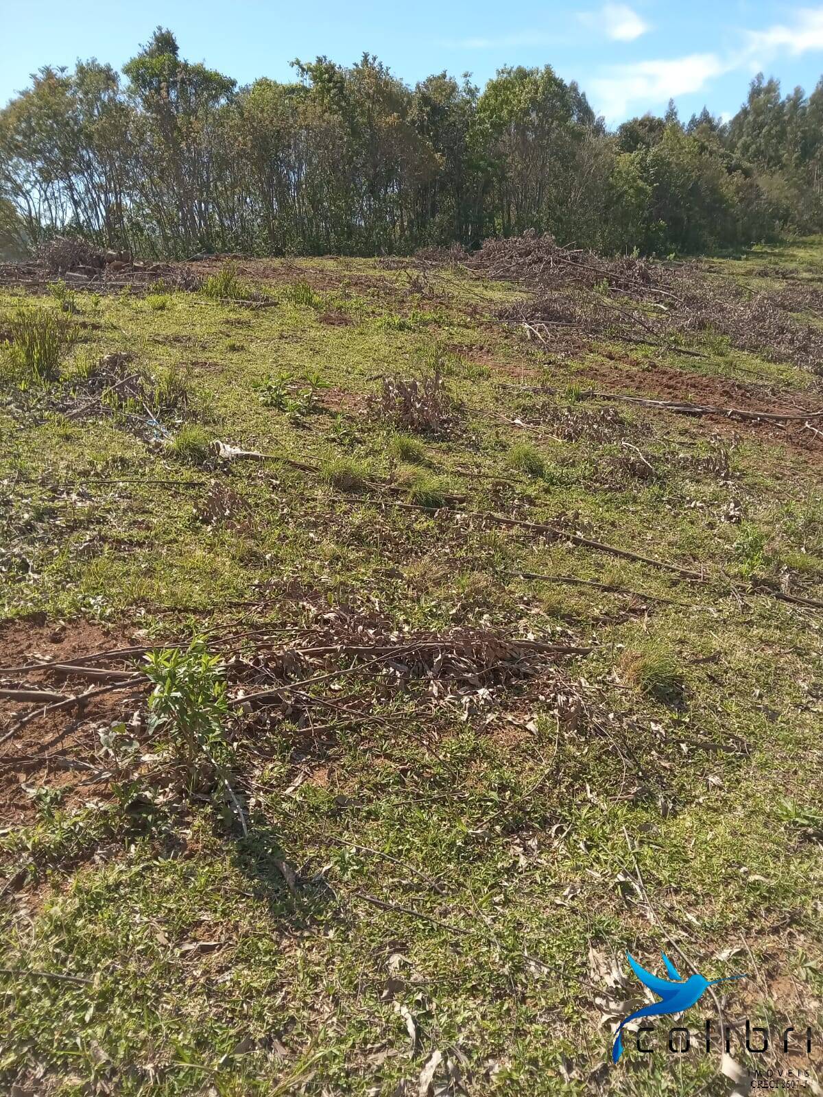 Terreno, 5 hectares - Foto 3