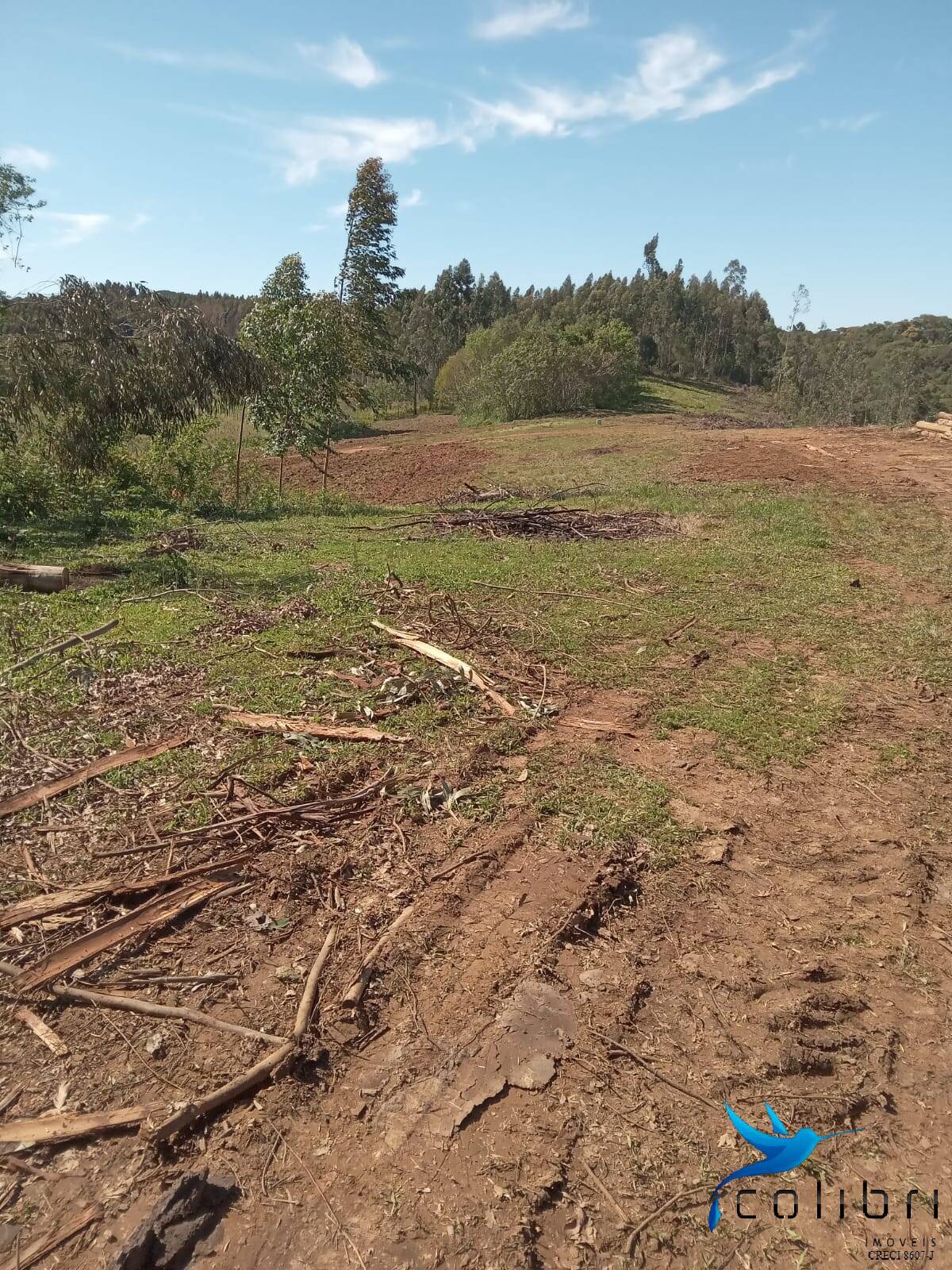 Terreno, 5 hectares - Foto 7