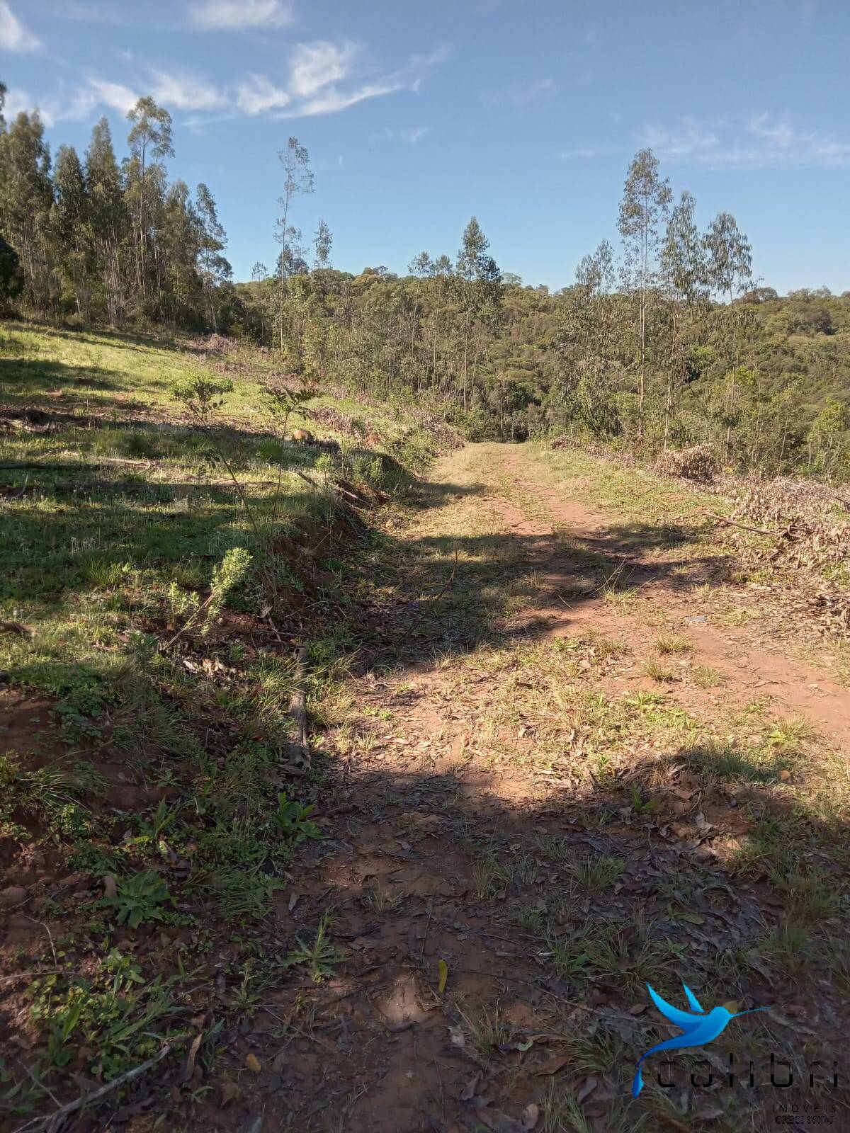 Terreno, 5 hectares - Foto 6