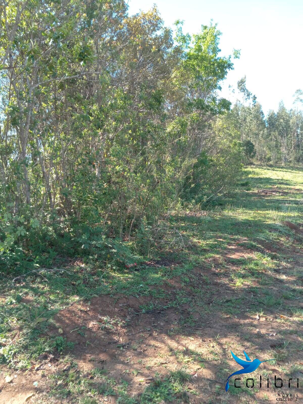 Terreno, 5 hectares - Foto 10