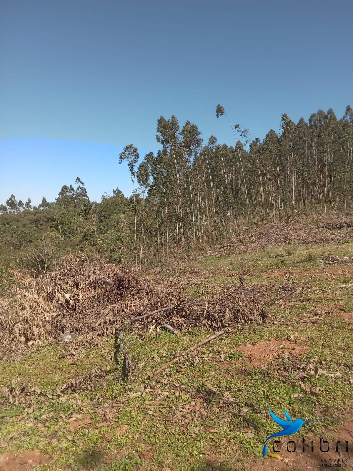 Terreno, 5 hectares - Foto 11