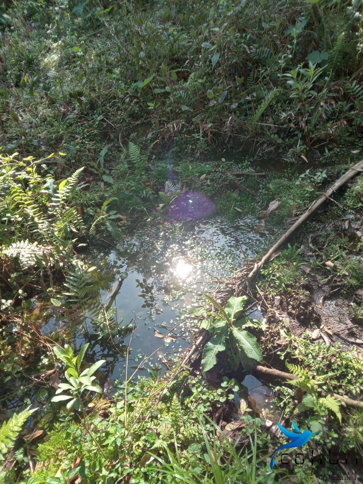 Terreno, 5 hectares - Foto 12