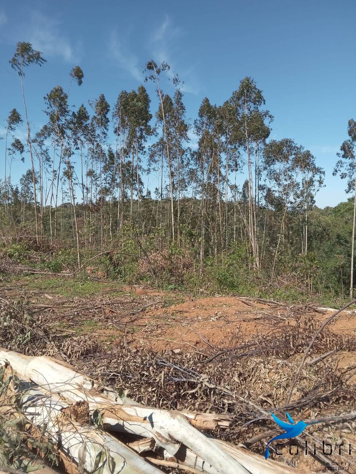 Terreno, 5 hectares - Foto 14
