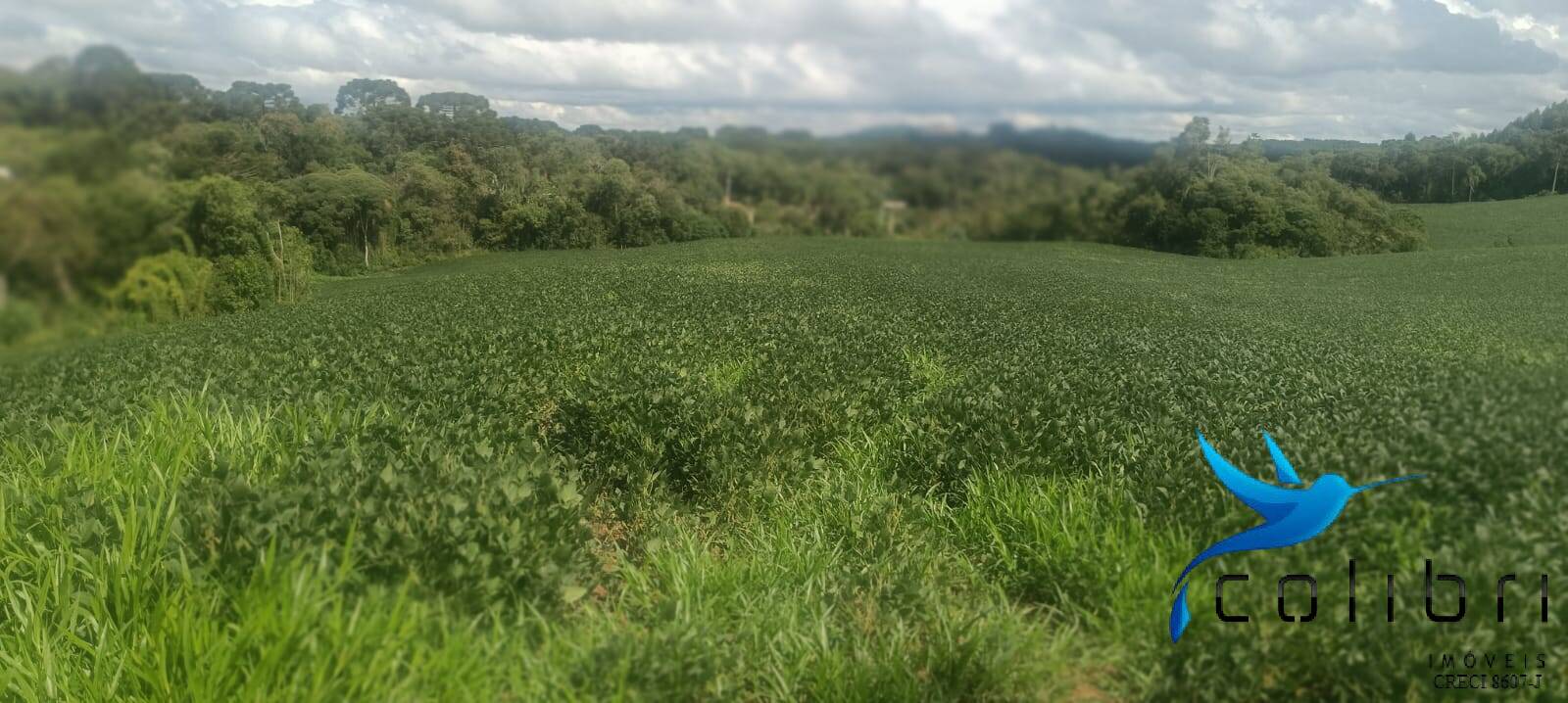 Sítio, 1 quarto, 22 hectares - Foto 10
