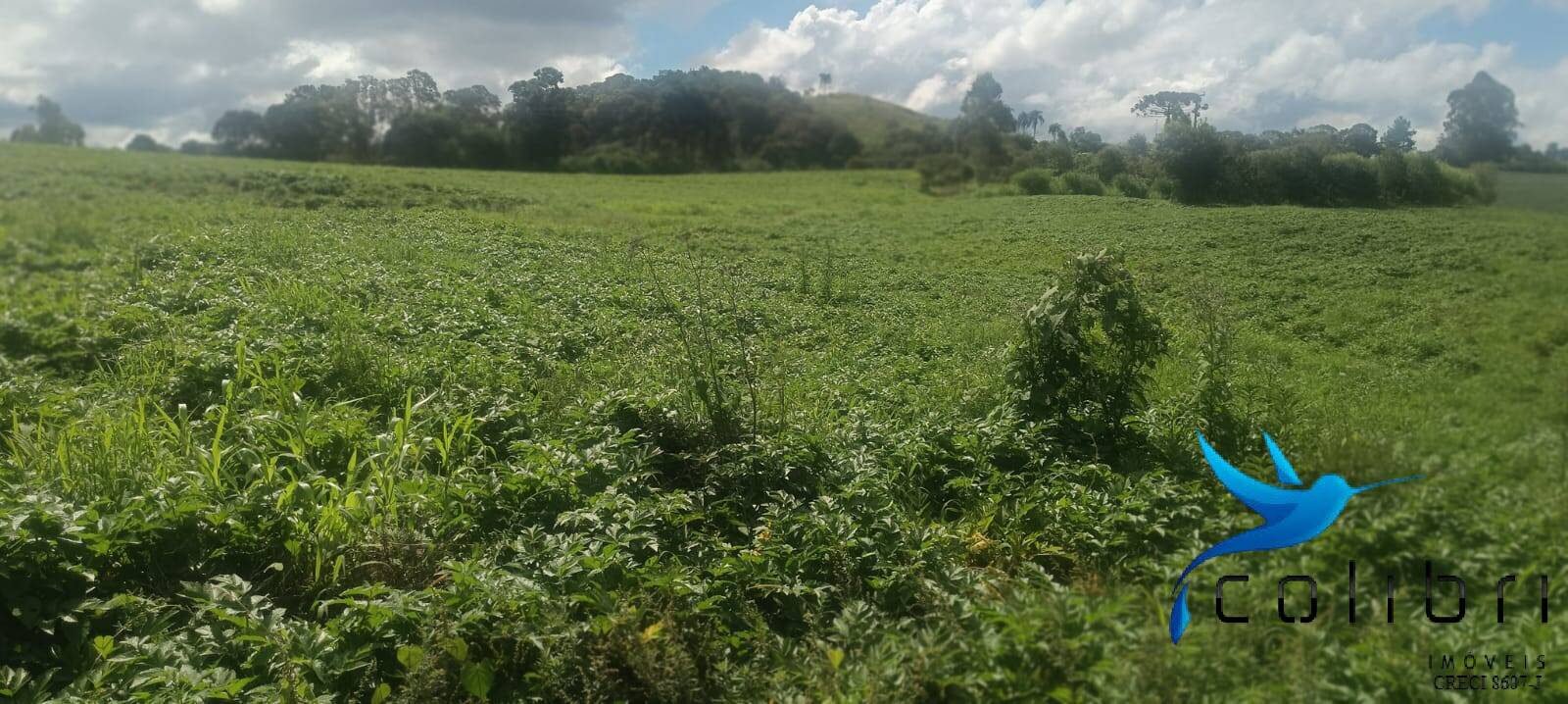 Sítio, 1 quarto, 22 hectares - Foto 3