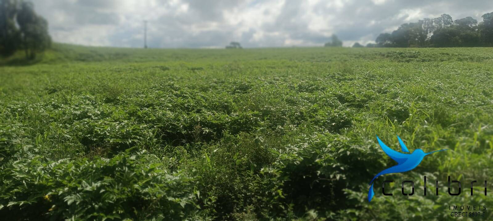 Sítio, 1 quarto, 22 hectares - Foto 4