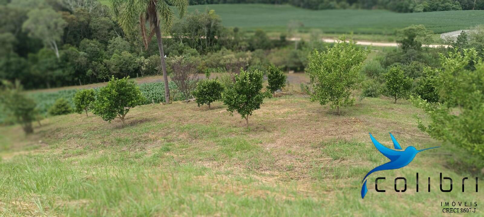 Sítio, 1 quarto, 22 hectares - Foto 16